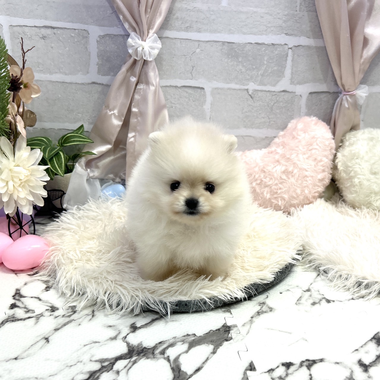 愛知県のポメラニアン (犬の家＆猫の里岡崎店/2025年5月20日生まれ/女の子/クリーム)の子犬の1枚目の画像