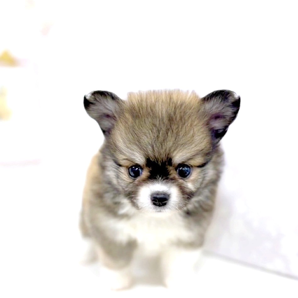 富山県のポメチワ/チワポメ/ポメチー(ポメラニアン×チワワ) (犬の家＆猫の里アミーゴ高岡蓮花寺店/2025年5月19日生まれ/男の子/フォーンホワイト)の子犬の1枚目の画像