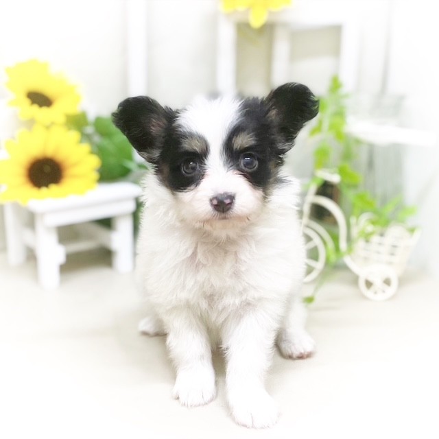 静岡県のパピヨン (犬の家＆猫の里藤枝店/2025年5月18日生まれ/女の子/トライカラー)の子犬の1枚目の画像