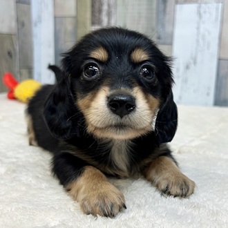 静岡県のミニチュアダックスフンド(ロング) (犬の家＆猫の里マークイズ静岡店/2025年5月15日生まれ/男の子/ブラックタン)の子犬の1枚目の画像