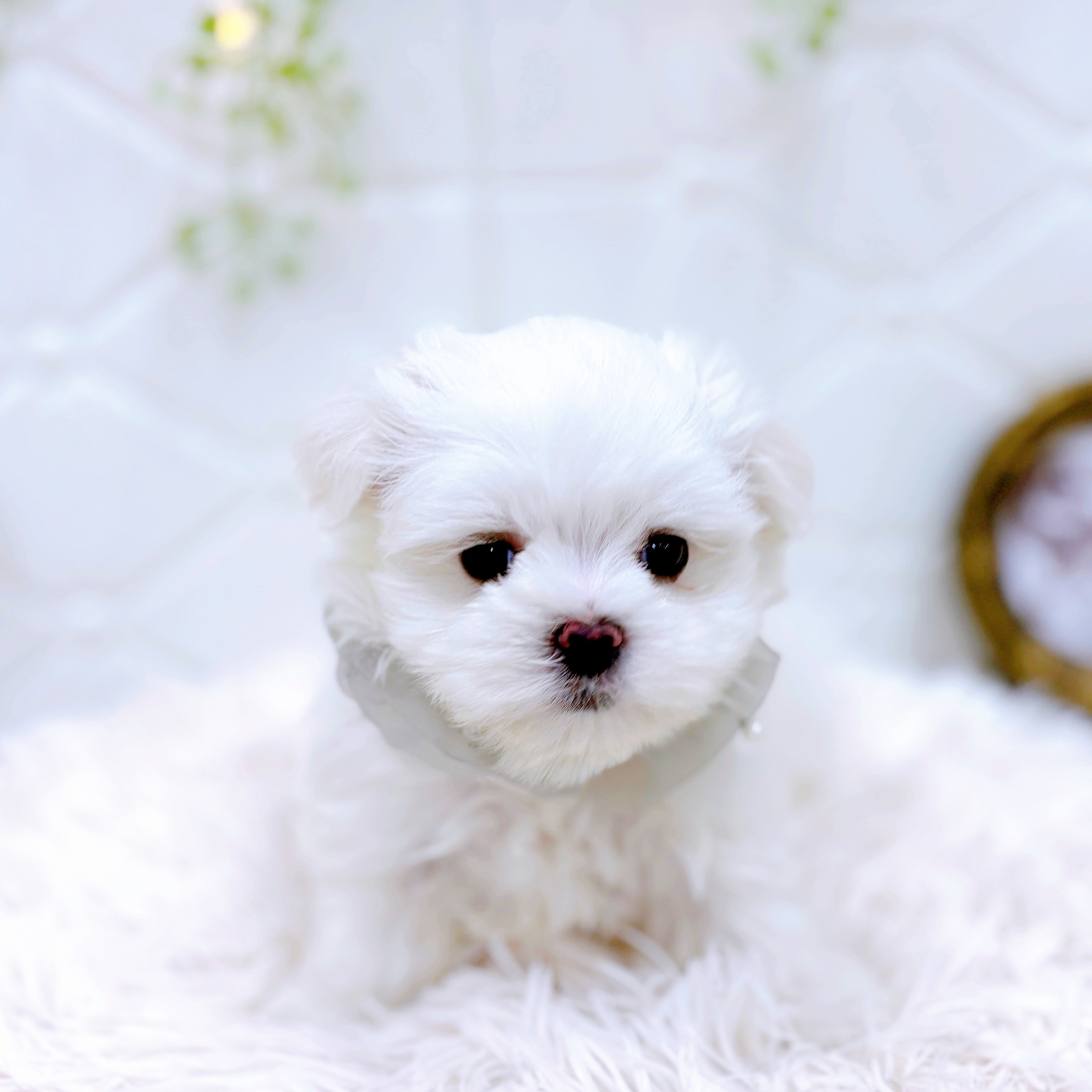 福井県のマルチーズ (犬の家＆猫の里アミーゴ福井店/2025年5月19日生まれ/男の子/ホワイト)の子犬の1枚目の画像