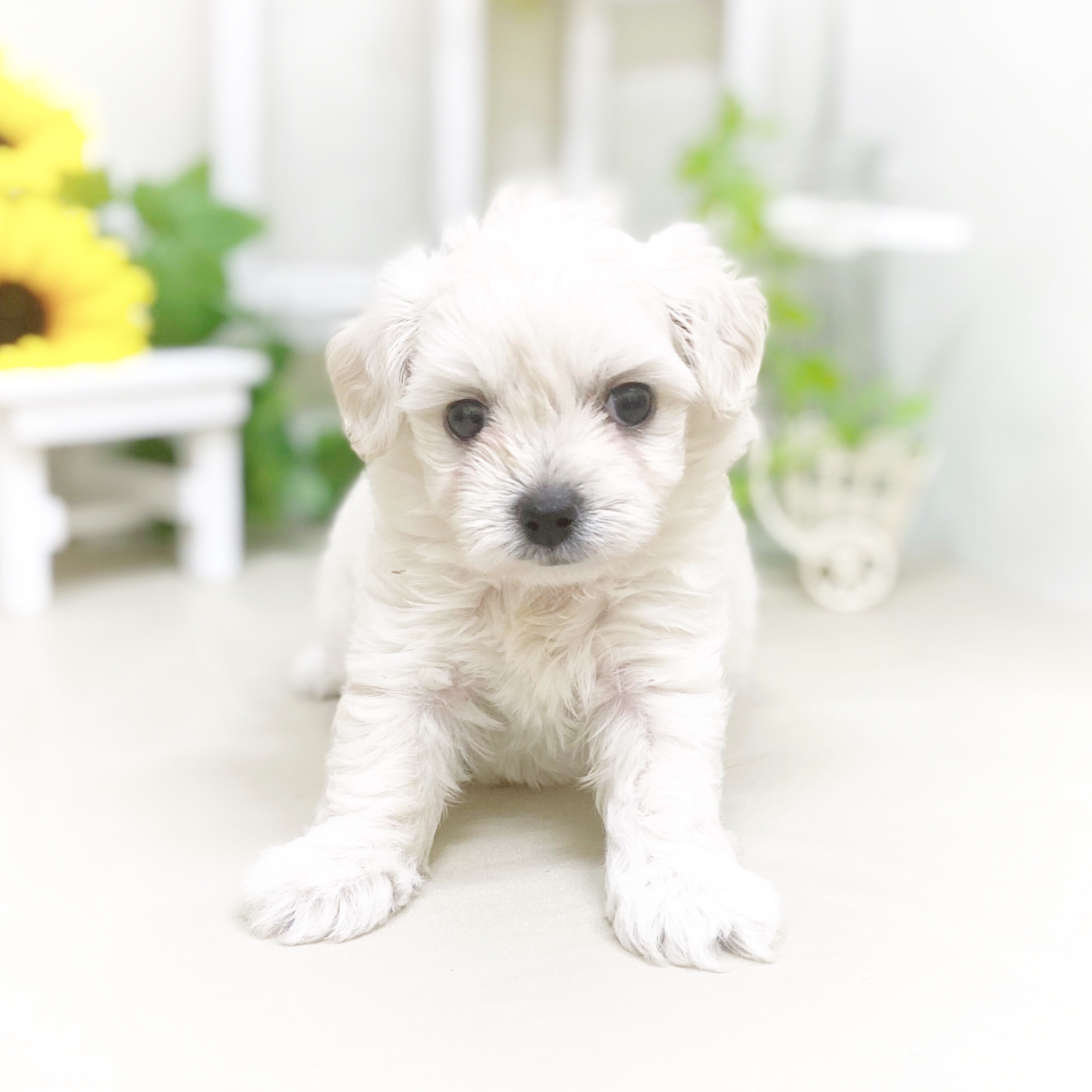 ハーフ犬女の子の写真