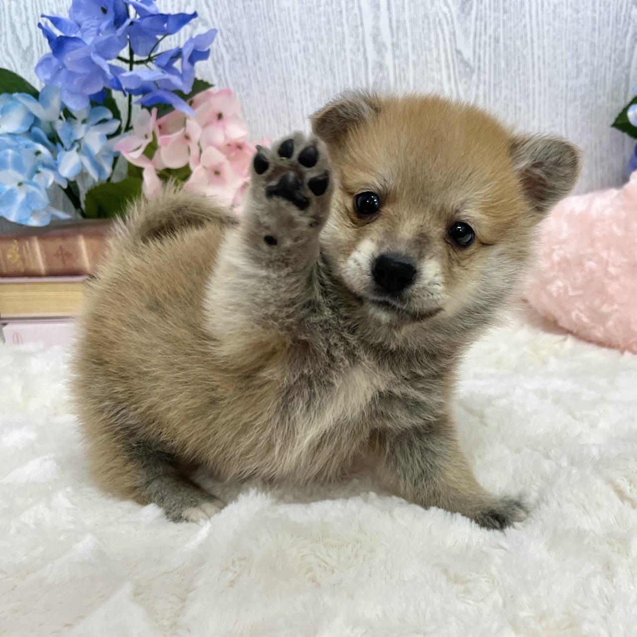 神奈川県のポメコーギー(ポメラニアン×コーギー) (犬の家＆猫の里相模原店/2025年5月20日生まれ/男の子/レッドホワイト)の子犬の2枚目の画像
