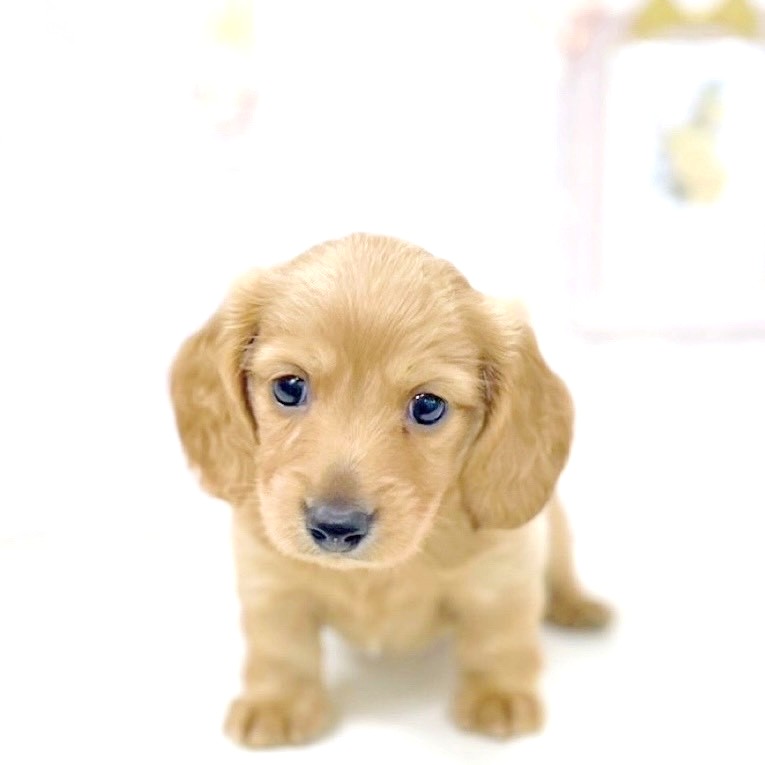 富山県のミニチュアダックスフンド(ロング) (犬の家＆猫の里アミーゴ高岡蓮花寺店/2025年5月17日生まれ/男の子/ゴールド)の子犬の1枚目の画像