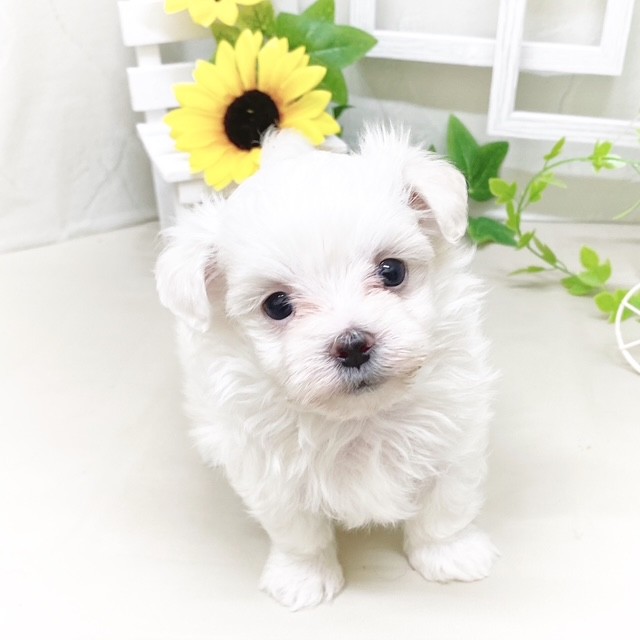 静岡県のマルチーズ (犬の家＆猫の里藤枝店/2025年5月20日生まれ/男の子/ホワイト)の子犬の1枚目の画像