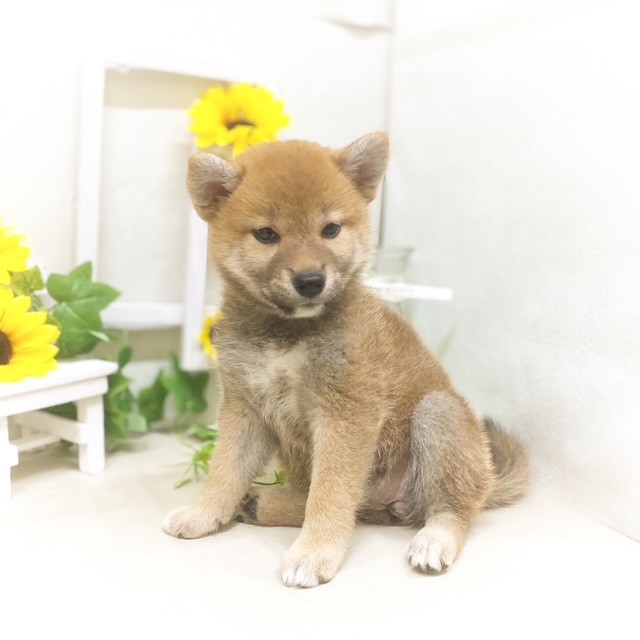 静岡県の柴犬(標準サイズ) (犬の家＆猫の里藤枝店/2025年5月19日生まれ/女の子/赤)の子犬の1枚目の画像