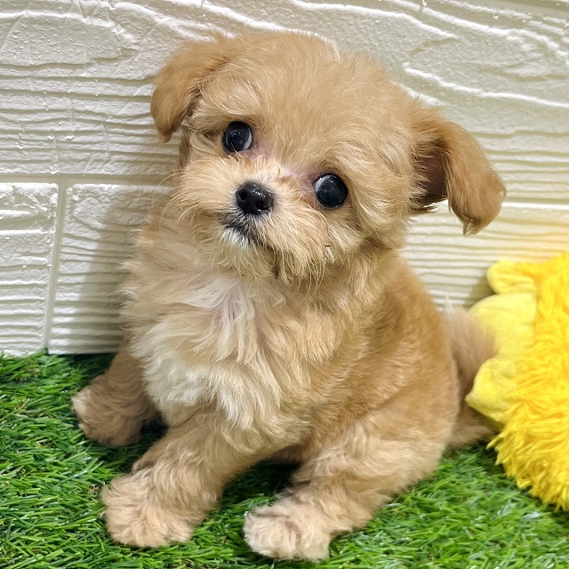 愛知県のチワプー/プーチー(チワワ×プードル) (犬の家＆猫の里豊田店/2025年5月19日生まれ/女の子/アプリコット)の子犬の2枚目の画像