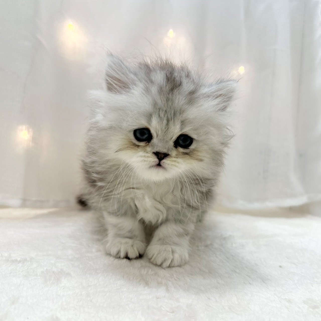 - order page - ペルシャ猫 千葉県のペルシャの子猫を価格や特徴で探す|ペットショップ探す
