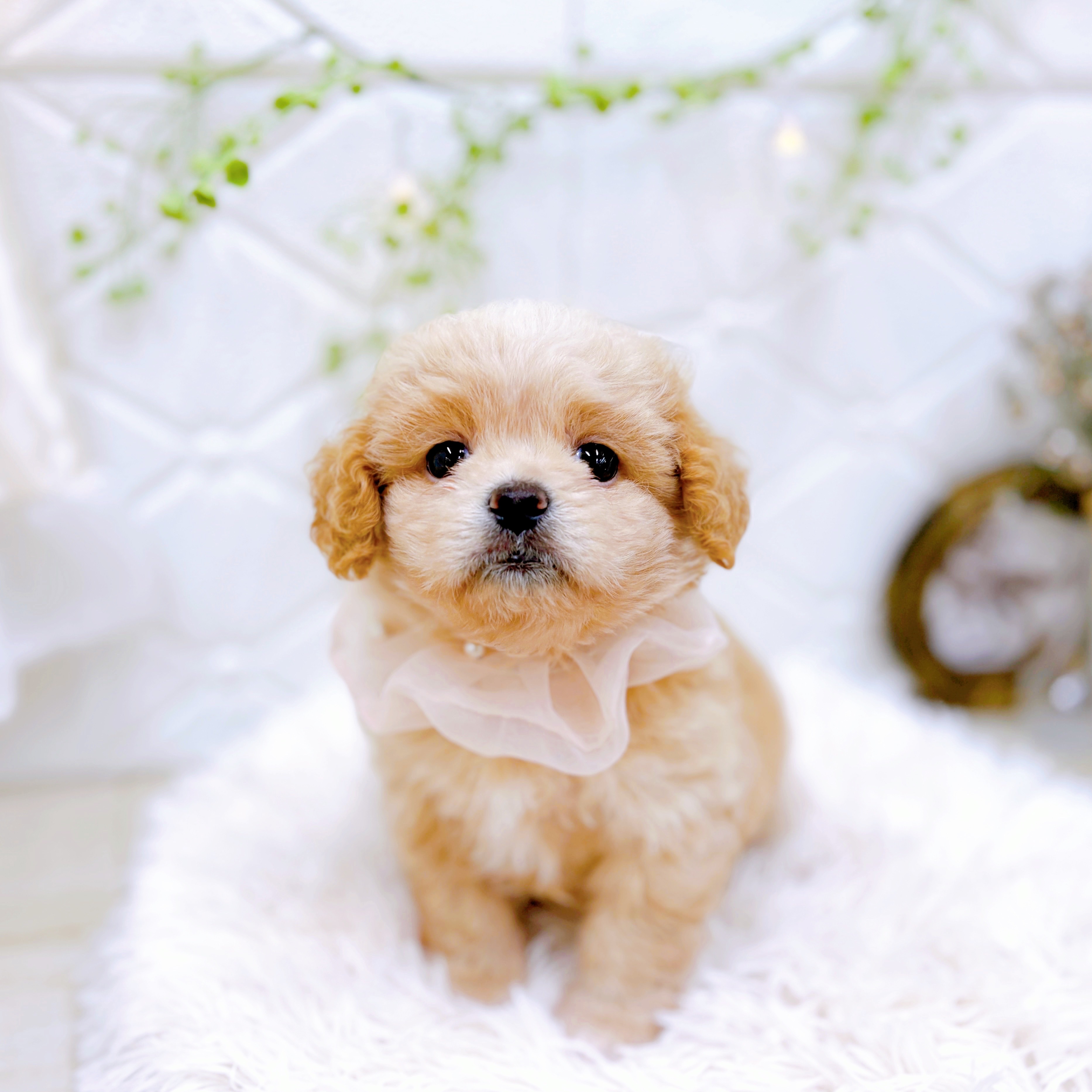 福井県のペキプー(ペキニーズ×プードル) (犬の家＆猫の里アミーゴ福井店/2025年5月20日生まれ/女の子/クリーム)の子犬の2枚目の画像