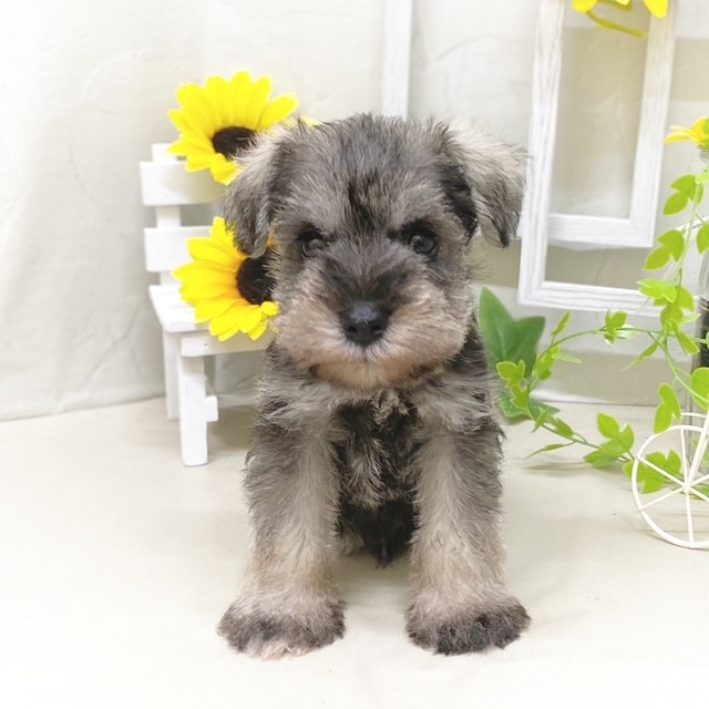 静岡県のミニチュアシュナウザー (犬の家＆猫の里藤枝店/2025年5月18日生まれ/男の子/ソルトペッパー)の子犬の1枚目の画像