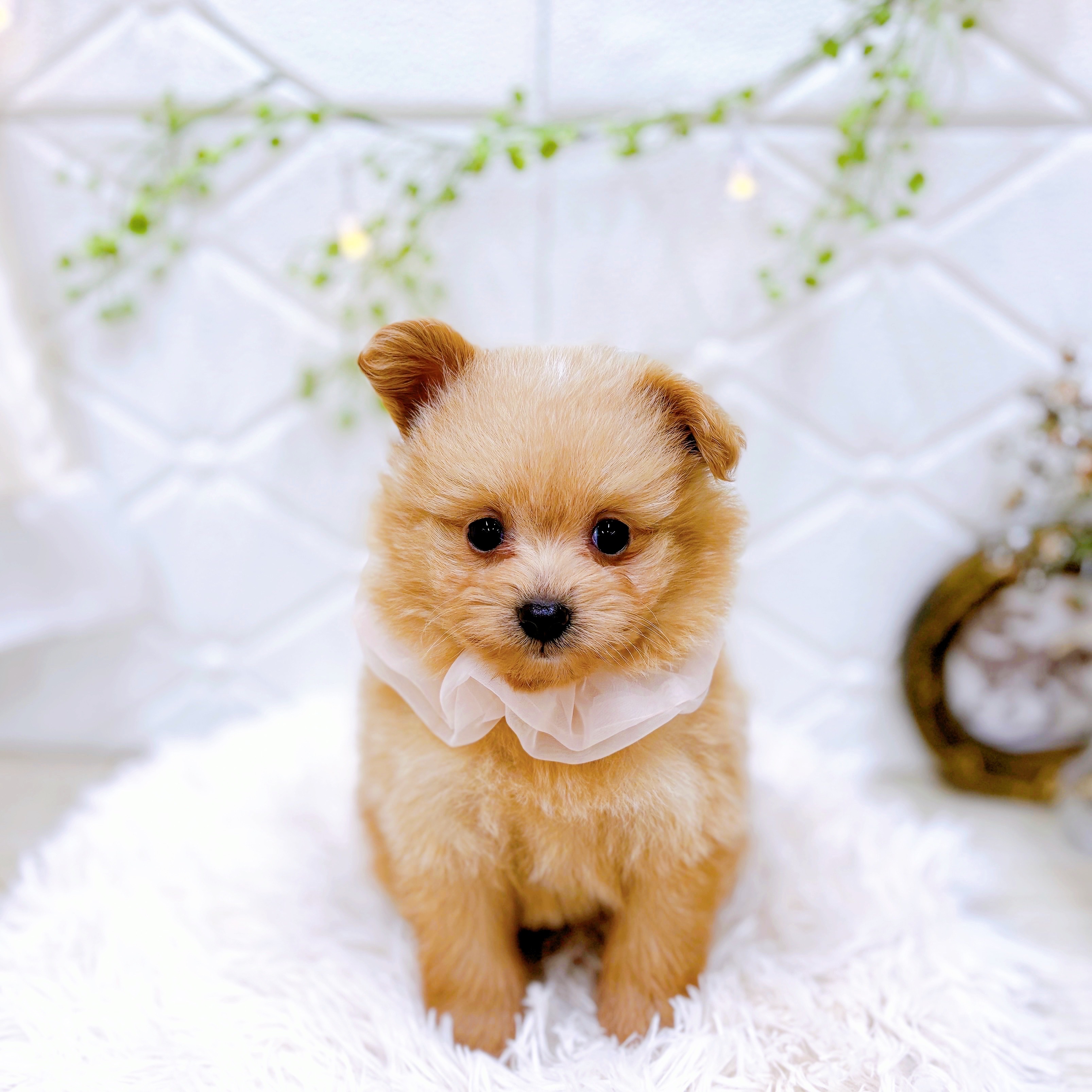 ハーフ犬女の子の写真
