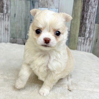 静岡県のチワワ(ロング) (犬の家＆猫の里マークイズ静岡店/2025年5月18日生まれ/男の子/クリームホワイト)の子犬の1枚目の画像
