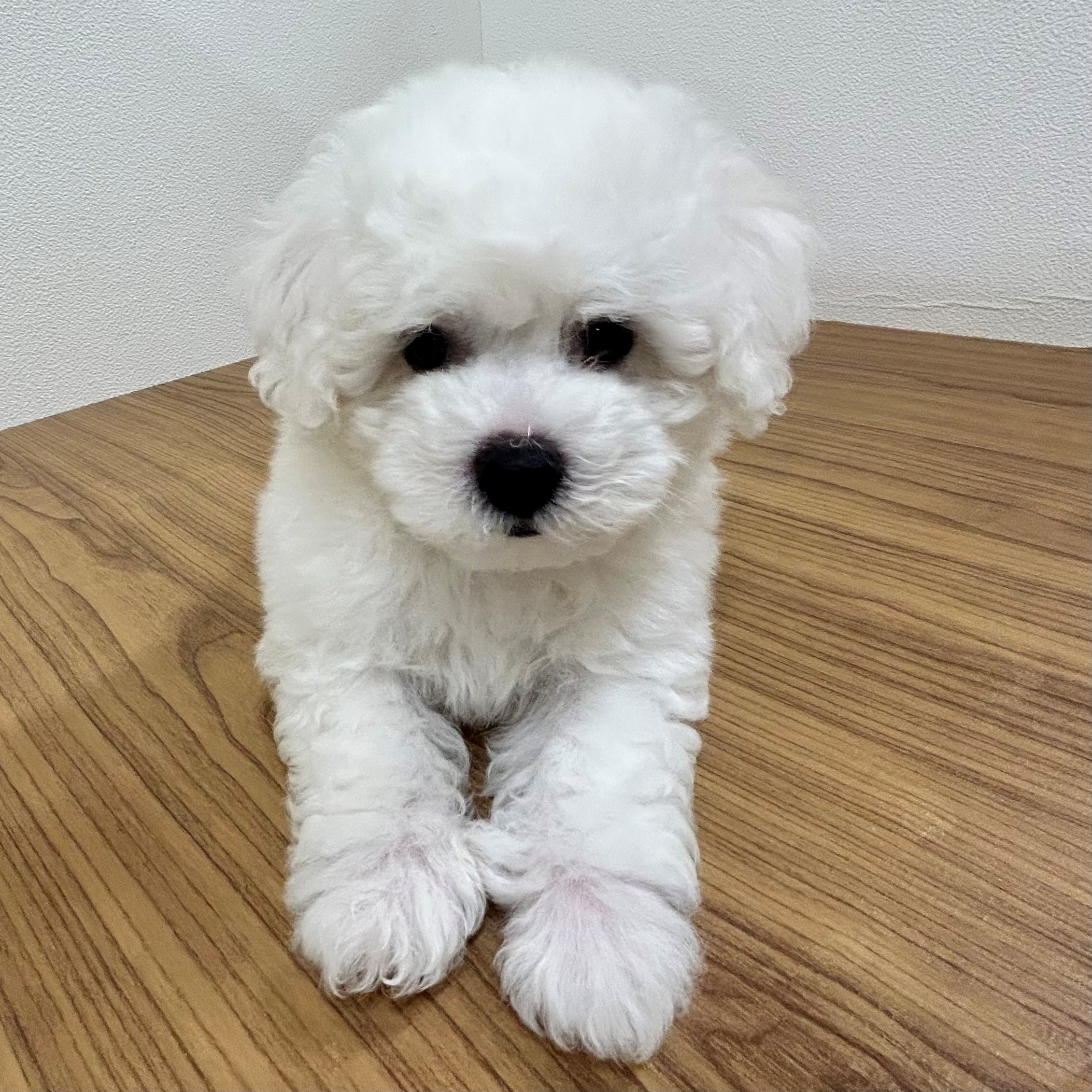 福岡県のビションフリーゼ (犬の家＆猫の里トリアス久山店/2025年5月20日生まれ/男の子/ホワイト)の子犬の2枚目の画像