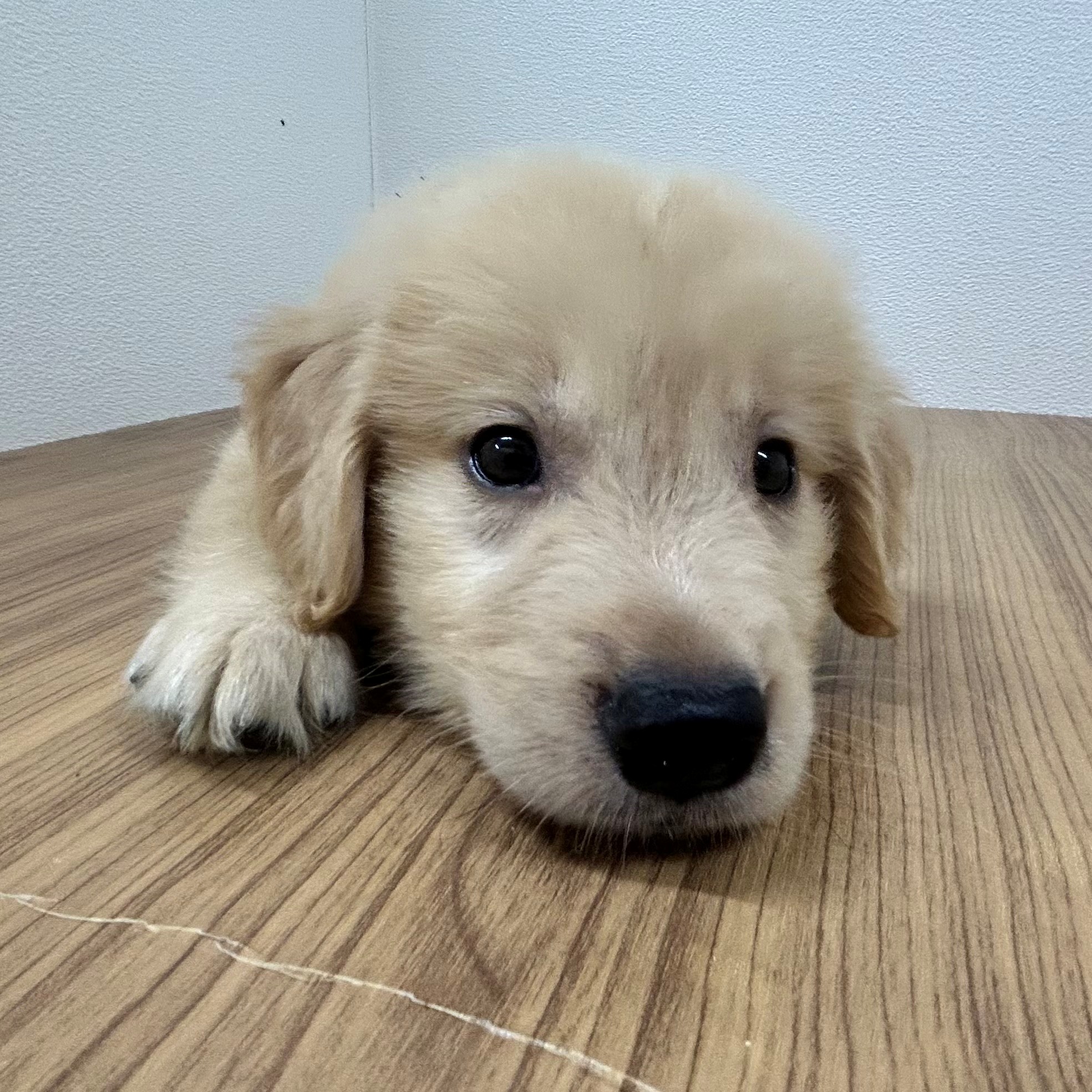 福岡県のゴールデンレトリバー (犬の家＆猫の里トリアス久山店/2025年5月20日生まれ/男の子/ゴールデン)の子犬の2枚目の画像