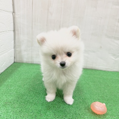 三重県のポメチワ/チワポメ/ポメチー(ポメラニアン×チワワ) (犬の家＆猫の里三重桑名店/2025年5月20日生まれ/女の子/クリームホワイト)の子犬の1枚目の画像