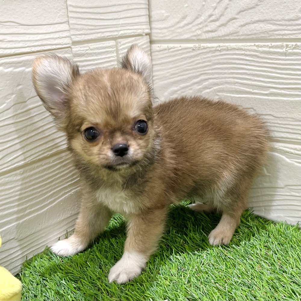 愛知県のチワワ(ロング) (犬の家＆猫の里豊田店/2025年5月19日生まれ/男の子/レッドホワイト)の子犬の2枚目の画像