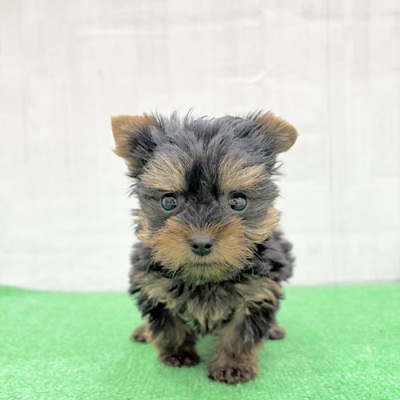 三重県のヨークシャーテリア (犬の家＆猫の里三重桑名店/2025年5月21日生まれ/女の子/スチールブルータン)の子犬の1枚目の画像