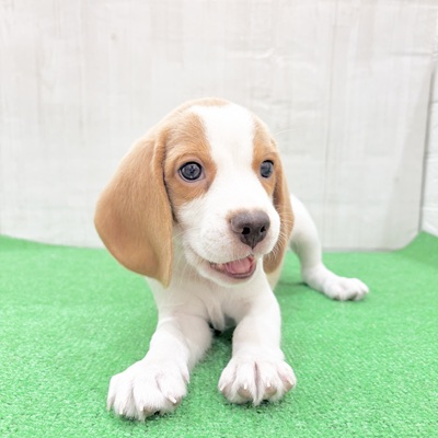 三重県のビーグル (犬の家＆猫の里三重桑名店/2025年5月20日生まれ/男の子/レモンホワイト)の子犬の1枚目の画像