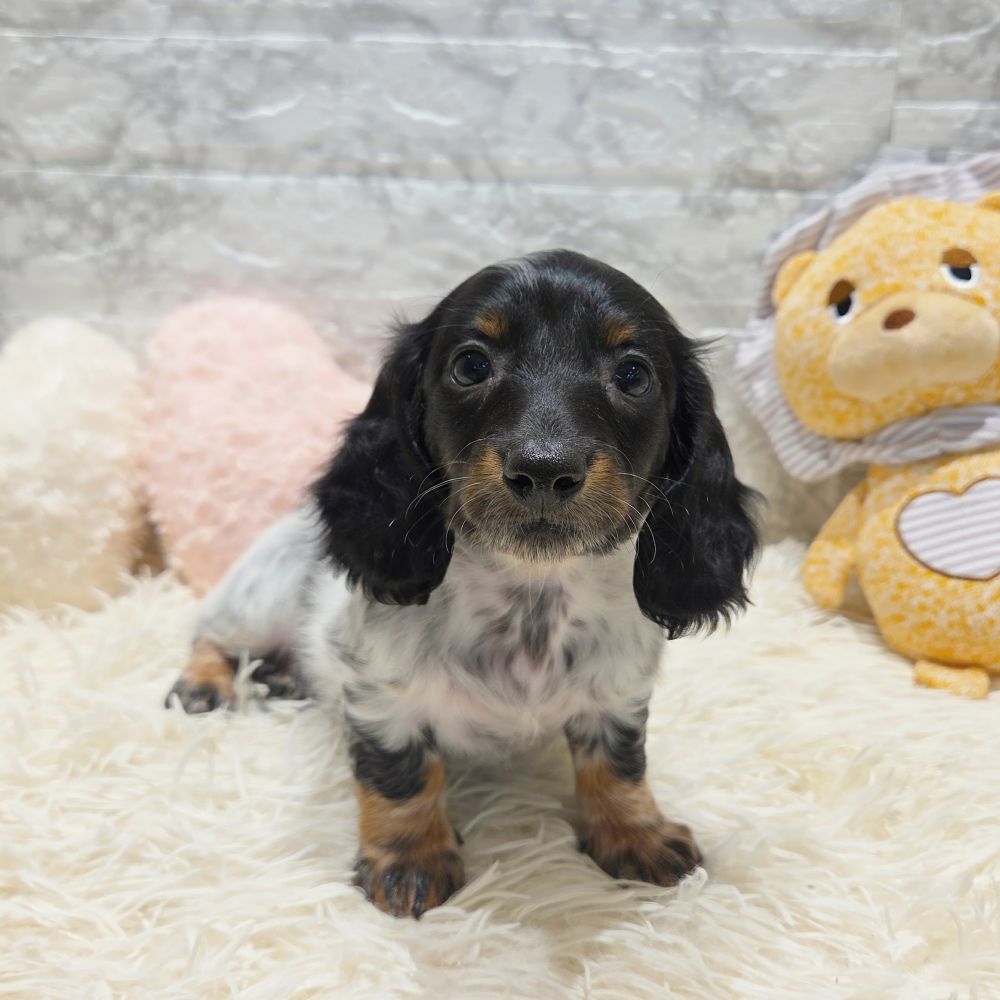 愛知県のミニチュアダックスフンド(ロング) (犬の家＆猫の里MiO香久山店/2025年5月21日生まれ/男の子/ブラックタンパイボールド)の子犬の1枚目の画像