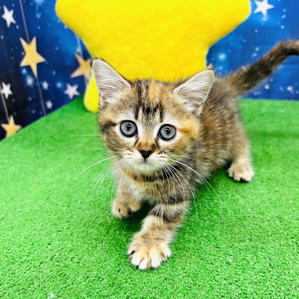 愛知県のマンチカン (犬の家＆猫の里名古屋天白店/2025年5月13日生まれ/女の子/ブラウンタビー)の子猫の1枚目の画像