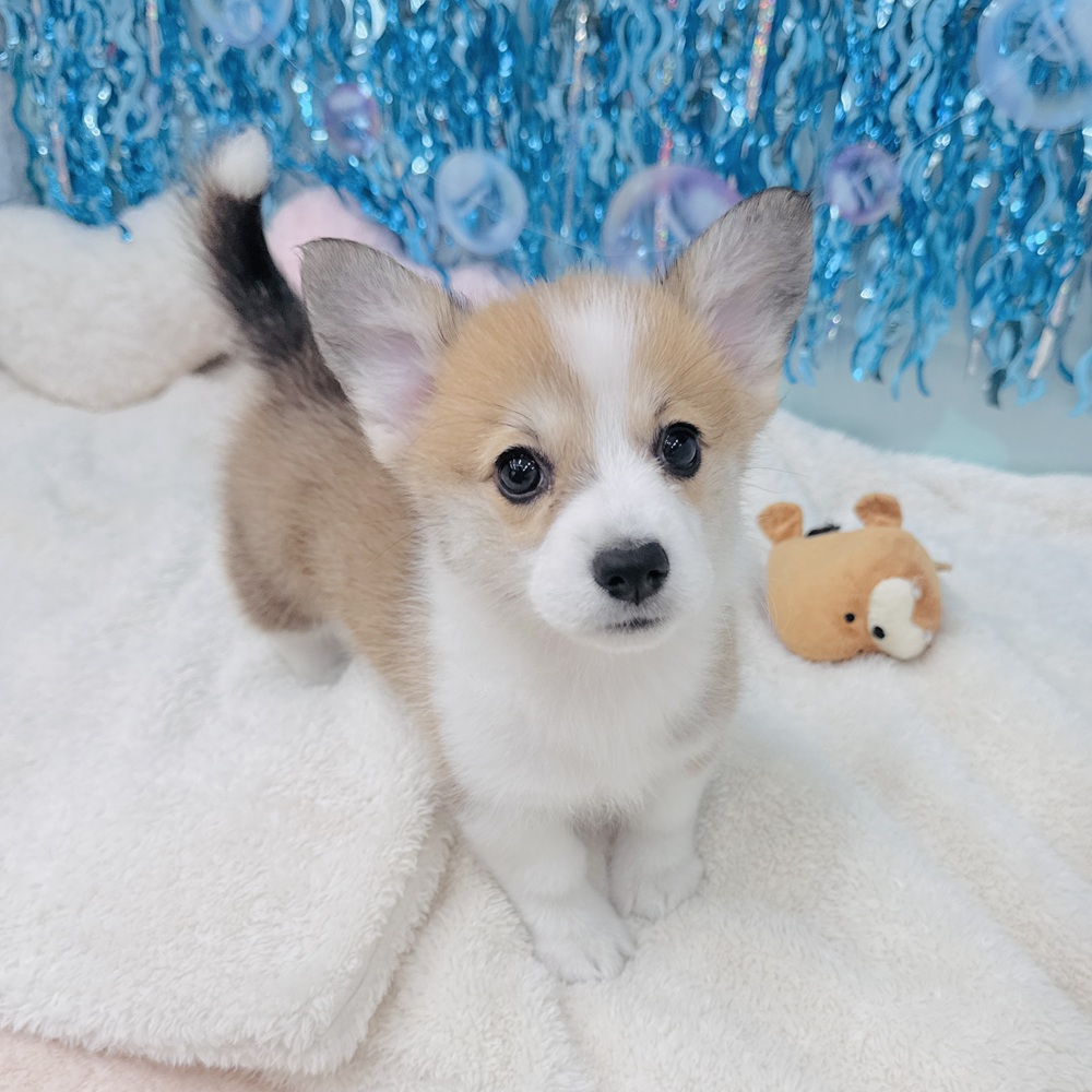 愛知県のウェルシュコーギーペンブローク (犬の家＆猫の里エアポートウォーク店/2025年5月18日生まれ/女の子/レッドホワイト)の子犬の1枚目の画像