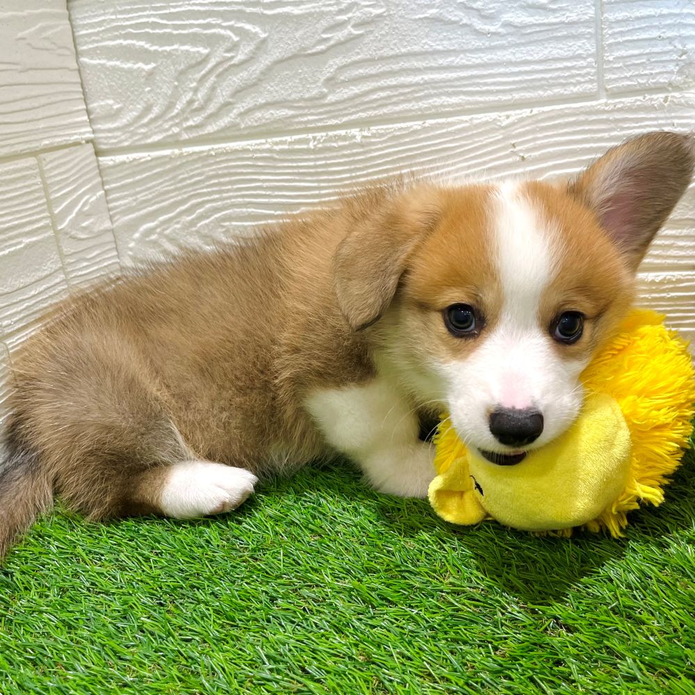 愛知県のウェルシュコーギーペンブローク (犬の家＆猫の里豊田店/2025年5月21日生まれ/男の子/レッドホワイト)の子犬の2枚目の画像
