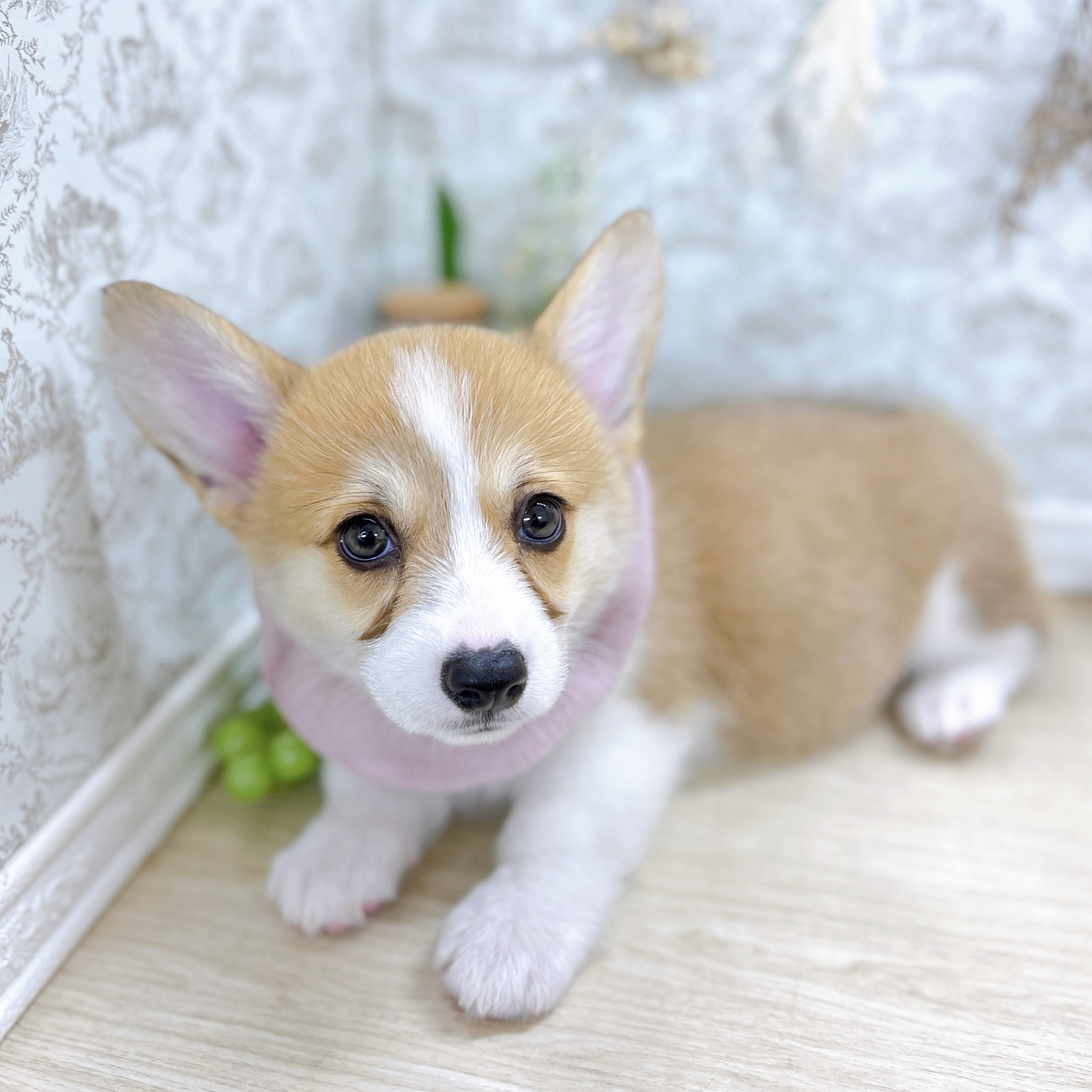 福井県のウェルシュコーギーペンブローク (犬の家＆猫の里アミーゴ福井大和田店/2025年5月21日生まれ/女の子/レッドホワイト)の子犬の2枚目の画像
