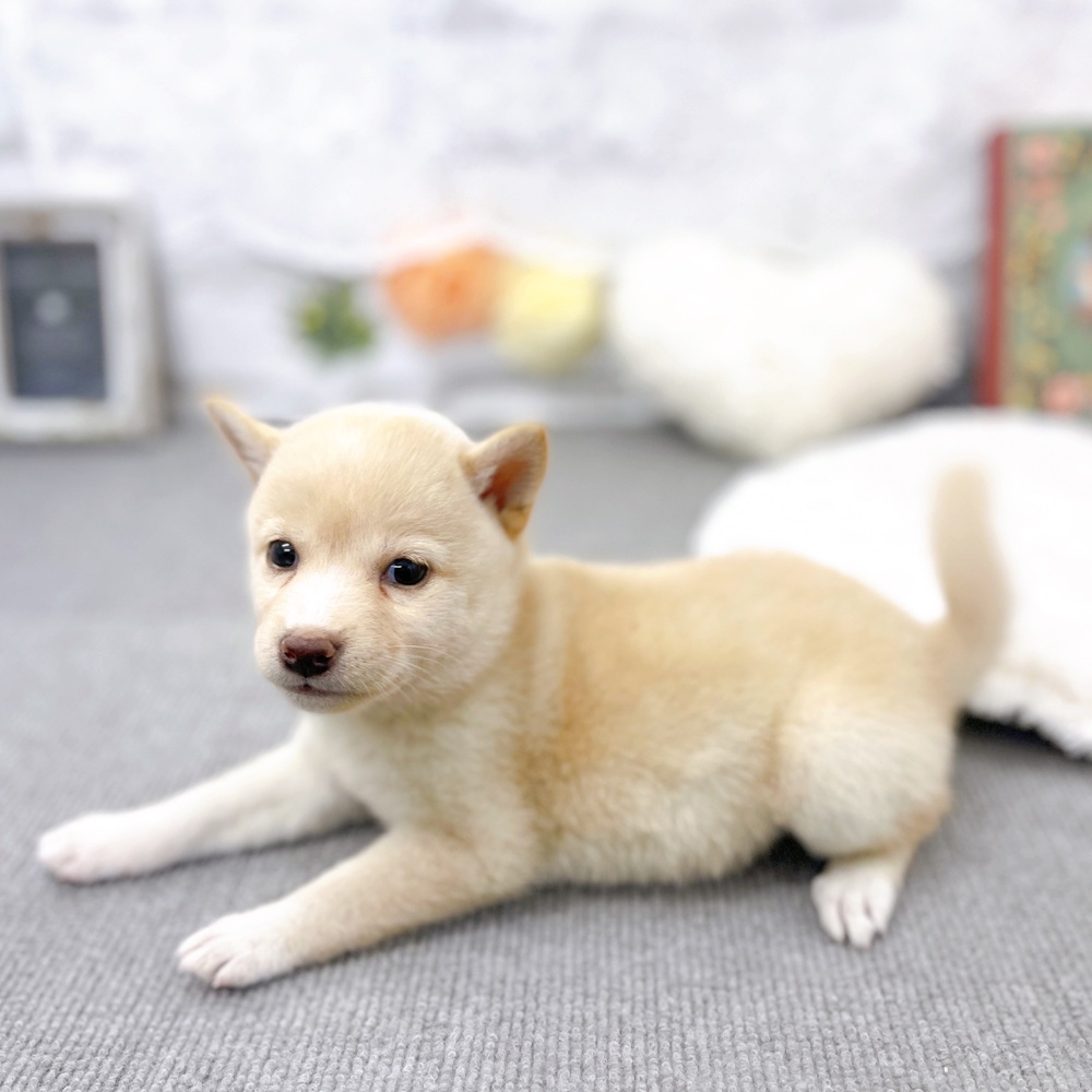 京都府の柴犬(標準サイズ) (犬の家＆猫の里京都樟葉店/2025年5月21日生まれ/女の子/淡赤)の子犬の2枚目の画像