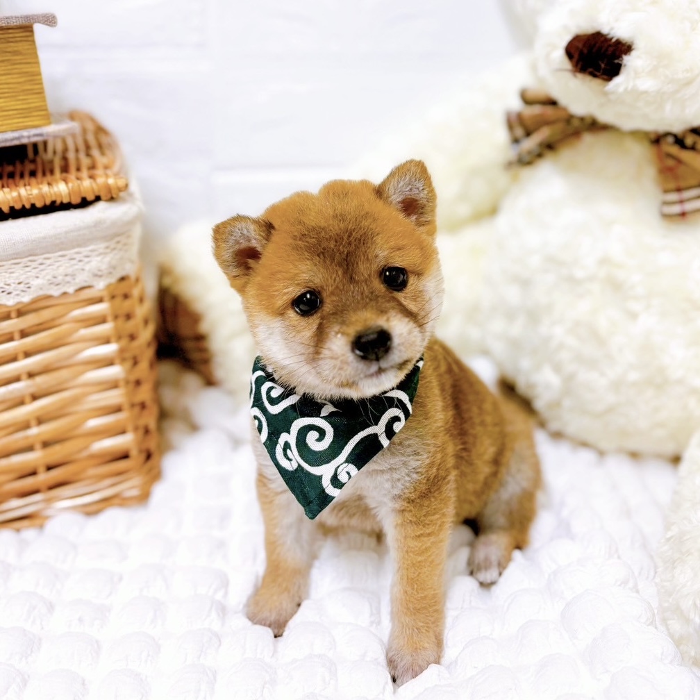 滋賀県の豆柴 (犬の家＆猫の里近江八幡店/2025年5月18日生まれ/男の子/赤)の子犬の1枚目の画像