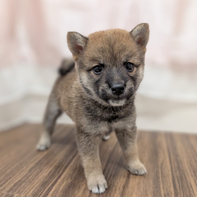 兵庫県の豆柴 (犬の家＆猫の里カナート西神戸店/2025年5月18日生まれ/男の子/赤)の子犬の2枚目の画像