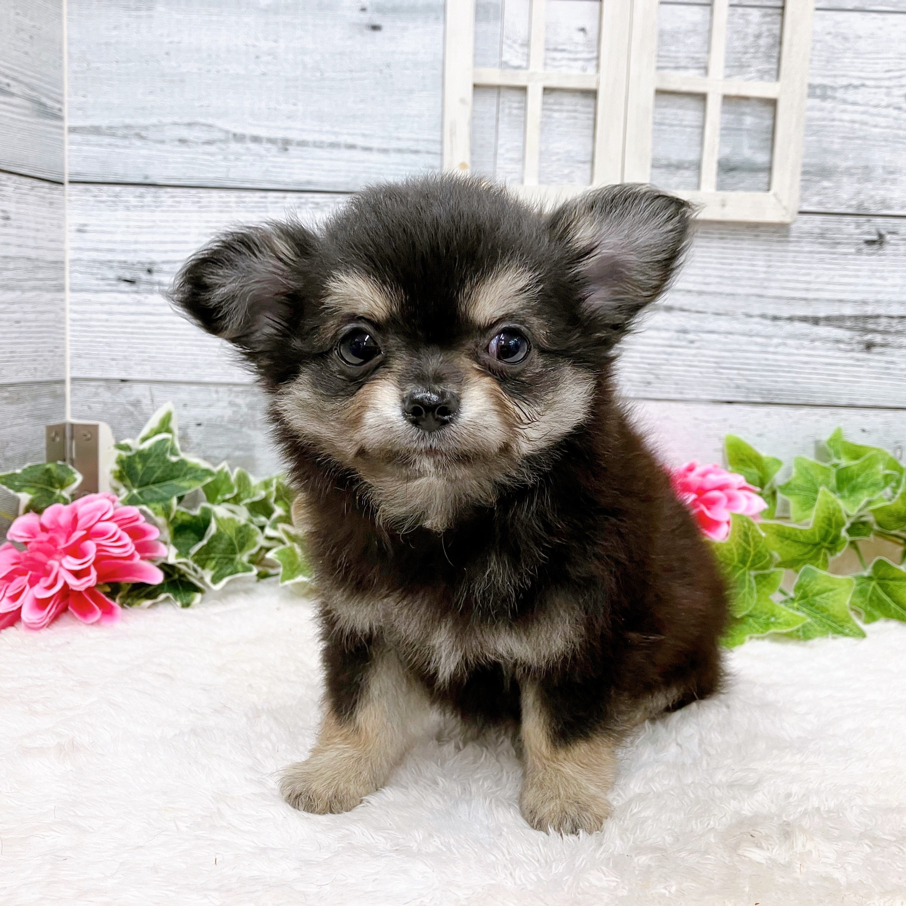 石川県のチワワ(ロング) (犬の家＆猫の里アミーゴ金沢おこばた店/2025年5月21日生まれ/男の子/ブラッククリーム)の子犬の2枚目の画像