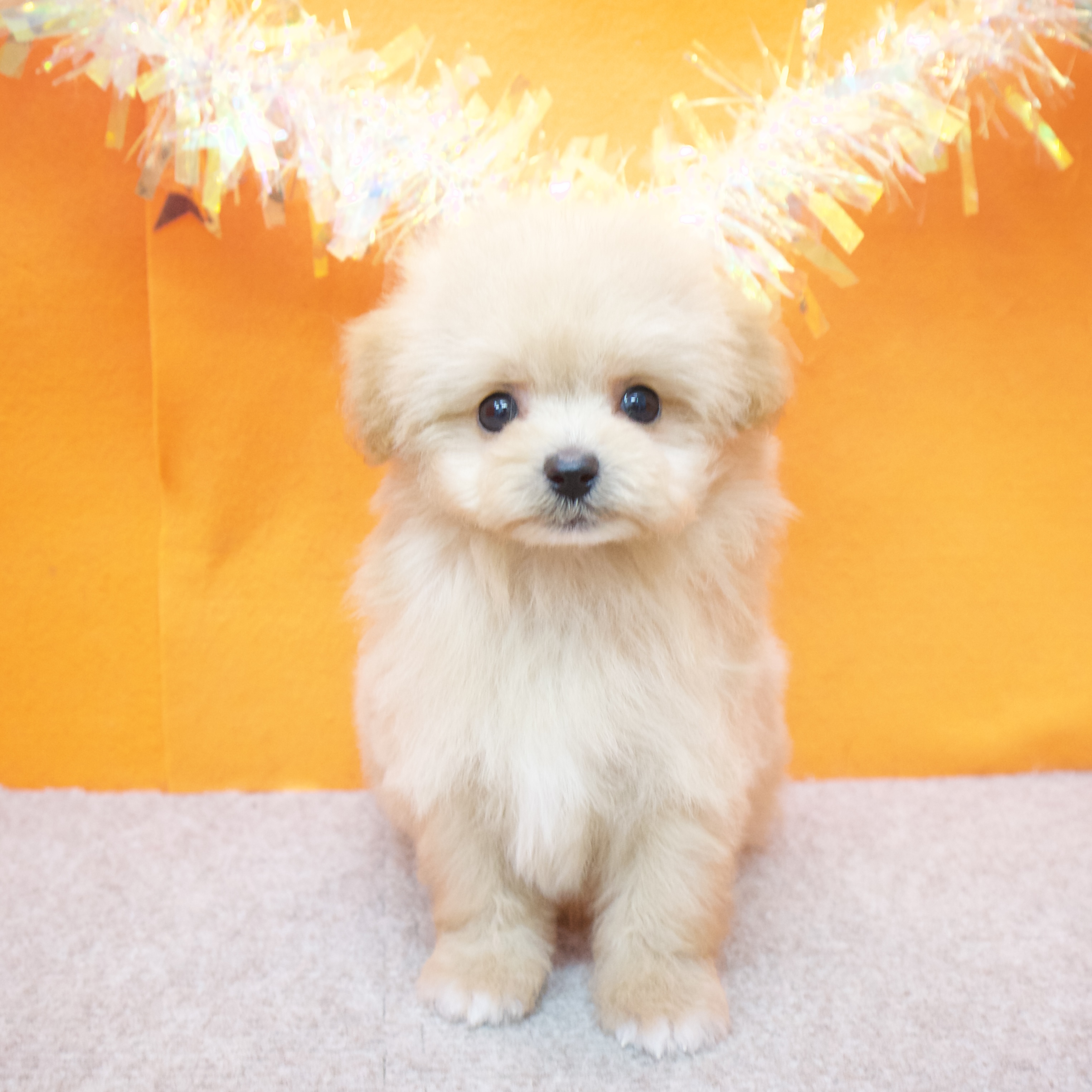 大阪府のポメプー(ポメラニアン×プードル) (犬の家＆猫の里吹田店/2025年5月20日生まれ/男の子/クリーム)の子犬の1枚目の画像