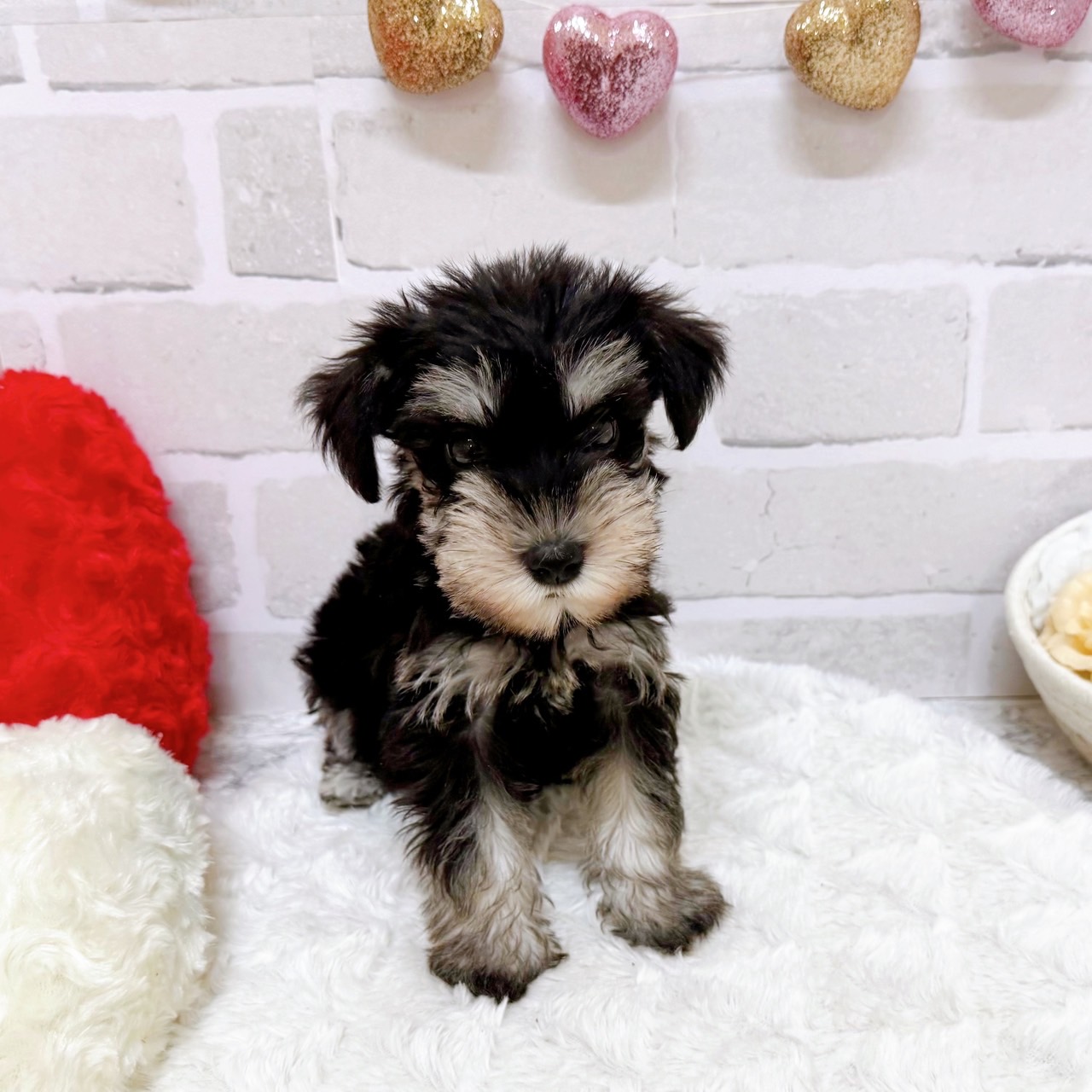 京都府のミニチュアシュナウザー (犬の家＆猫の里京都精華店/2025年5月22日生まれ/女の子/ブラックシルバー)の子犬の2枚目の画像