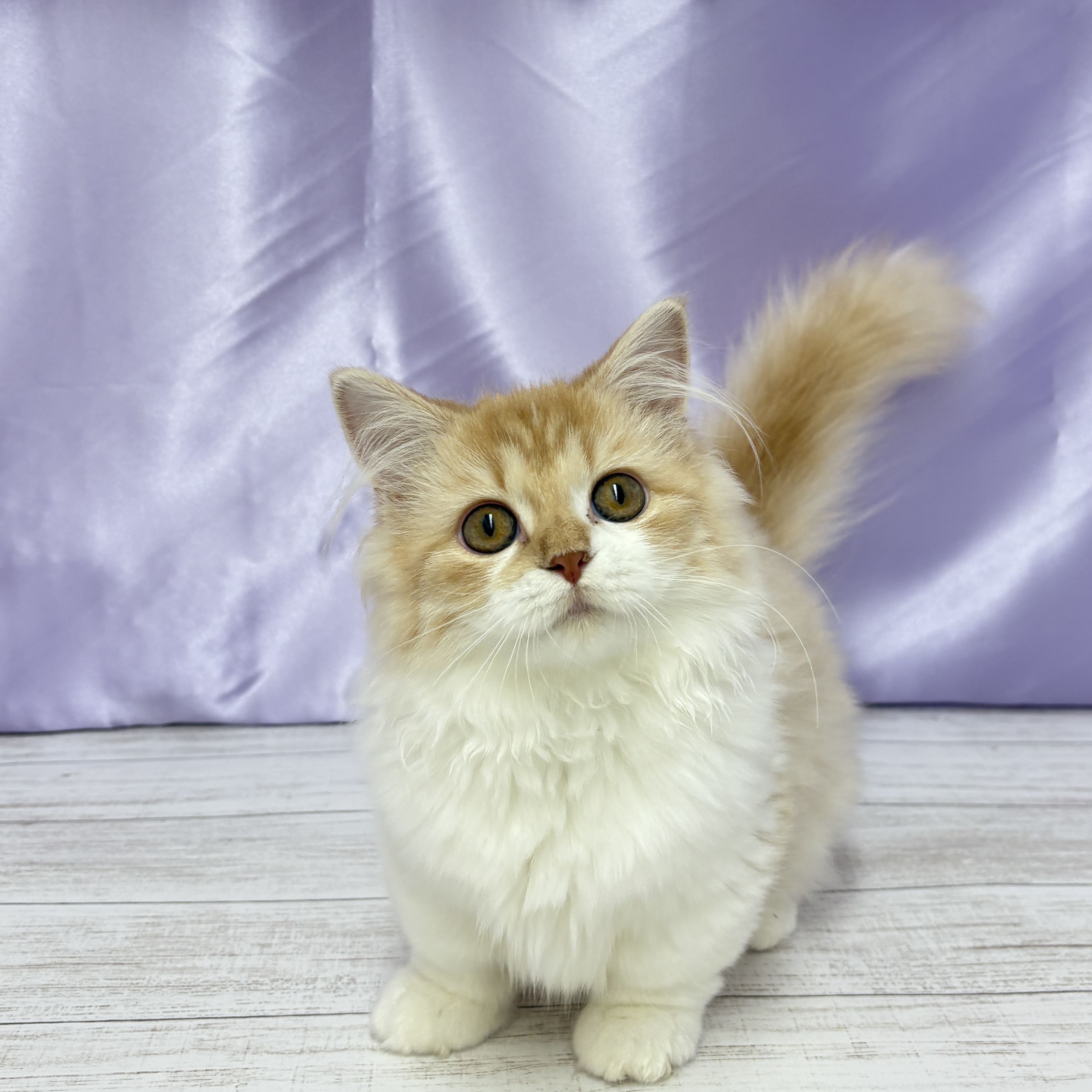 兵庫県のマンチカン (犬の家＆猫の里尼崎店/2025年5月19日生まれ/女の子/レッドタビーホワイト)の子猫の2枚目の画像