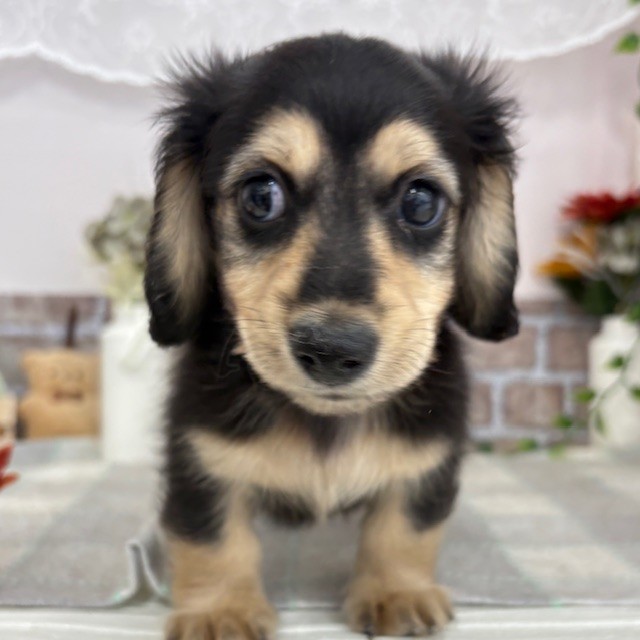 愛知県のミニチュアダックスフンド(ロング) (犬の家＆猫の里碧南店/2025年5月22日生まれ/男の子/ブラックイエロー)の子犬の2枚目の画像