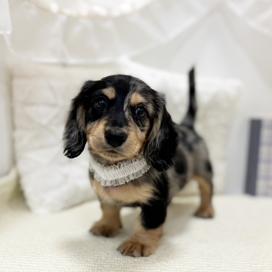 岐阜県のミニチュアダックスフンド(ロング) (犬の家＆猫の里カラフルタウン岐阜店/2025年5月22日生まれ/男の子/シルバーダップル)の子犬の2枚目の画像