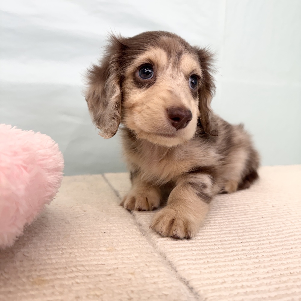 愛知県のミニチュアダックスフンド(ロング) (犬の家＆猫の里春日井本店/2025年5月22日生まれ/男の子/チョコレートダップル)の子犬の2枚目の画像