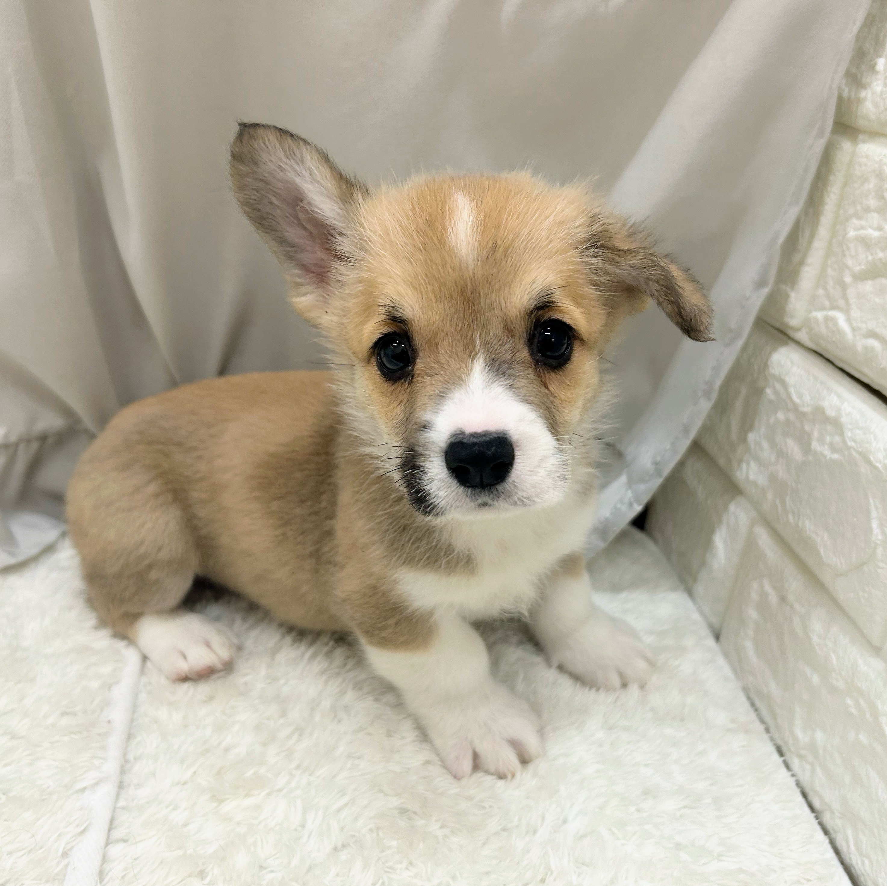 愛知県のウェルシュコーギーペンブローク (犬の家＆猫の里アミーゴ神の倉店/2025年5月15日生まれ/男の子/レッドホワイト)の子犬の2枚目の画像
