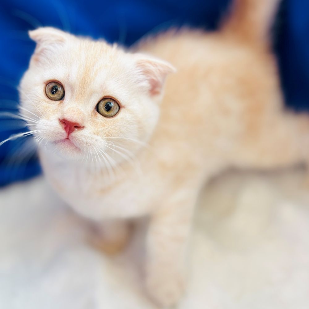 愛知県のスコティッシュフォールド (犬の家＆猫の里愛知刈谷店/2025年5月19日生まれ/男の子/クリームタビー)の子猫の2枚目の画像