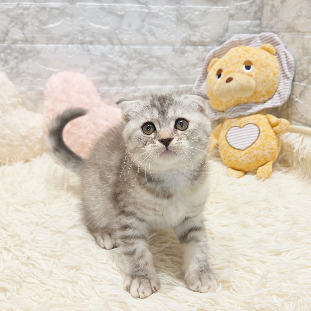 愛知県のスコティッシュフォールド (犬の家＆猫の里MiO香久山店/2025年5月19日生まれ/女の子/ブルーパッチドタビー)の子猫の1枚目の画像