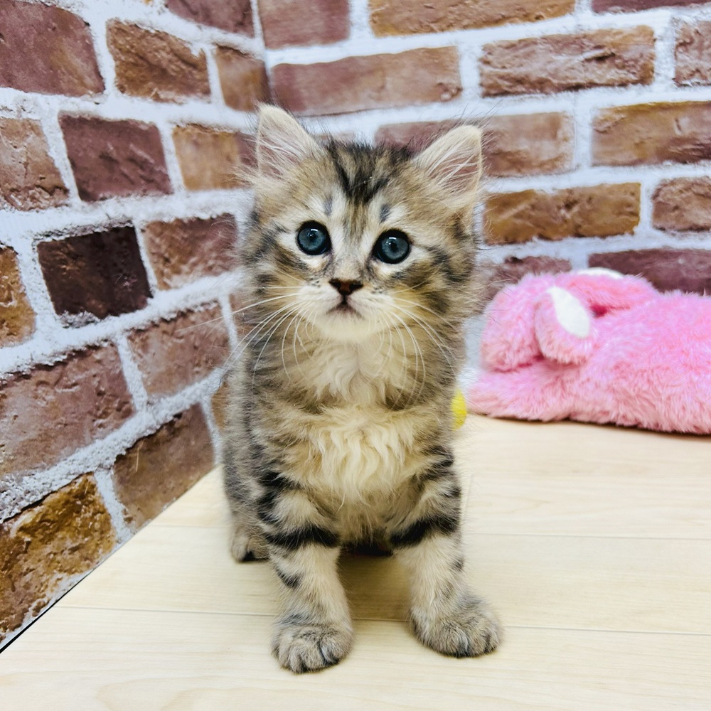 愛知県のサイベリアン (犬の家＆猫の里七宝店/2025年5月19日生まれ/男の子/ブラウンタビー)の子猫の1枚目の画像