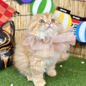 神奈川県のスコティッシュフォールド (犬の家＆猫の里小田原店/2025年5月15日生まれ/男の子/レッドタビーホワイト)の子猫の2枚目の画像