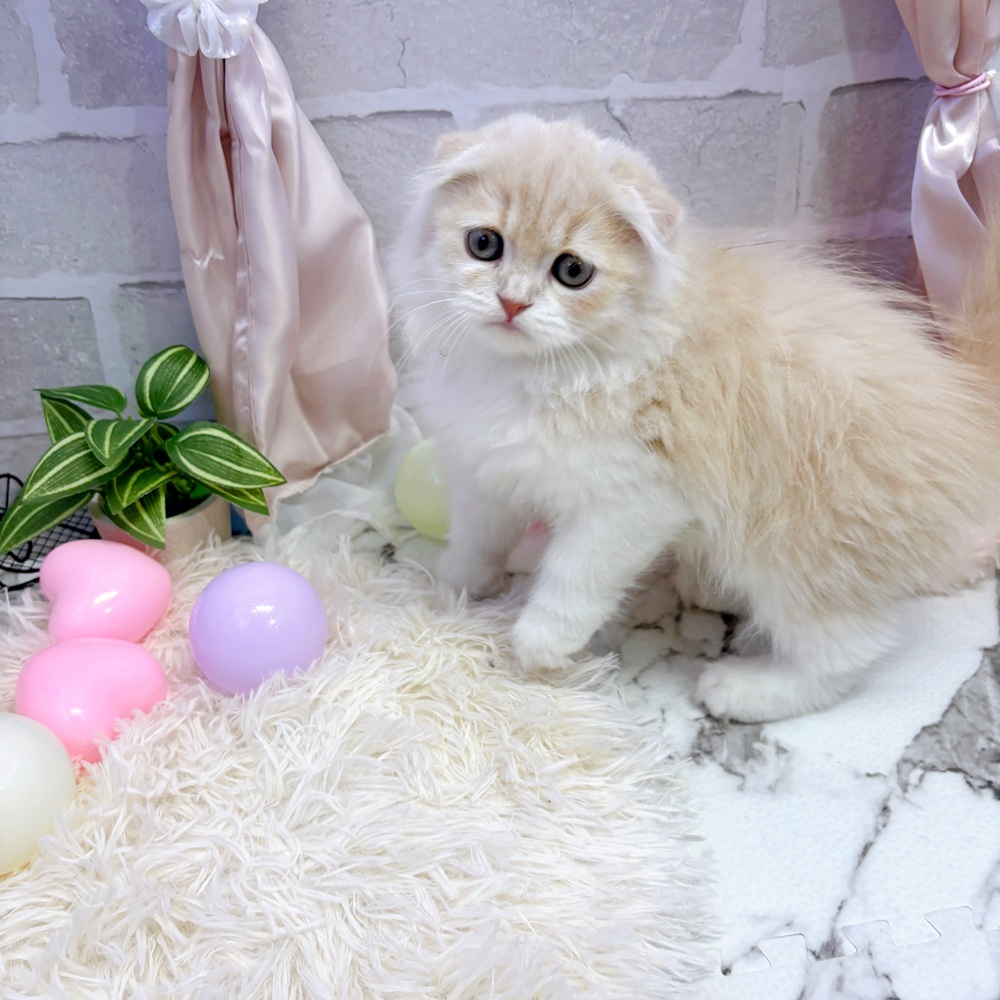 愛知県のスコティッシュフォールド (犬の家＆猫の里岡崎店/2025年5月15日生まれ/女の子/クリームタビーホワイト)の子猫の2枚目の画像