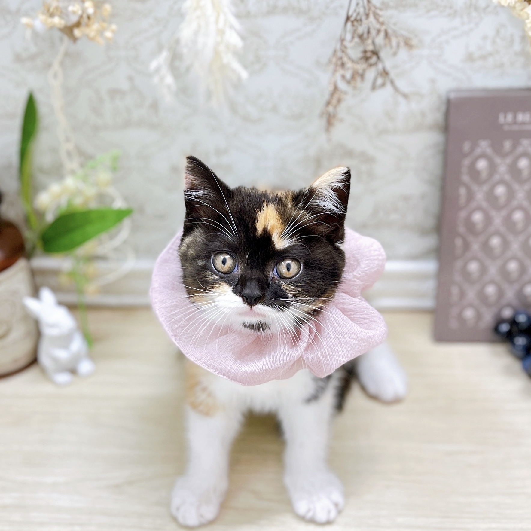 福井県のマンチカン (犬の家＆猫の里アミーゴ福井大和田店/2025年5月21日生まれ/女の子/キャリコ)の子猫の2枚目の画像
