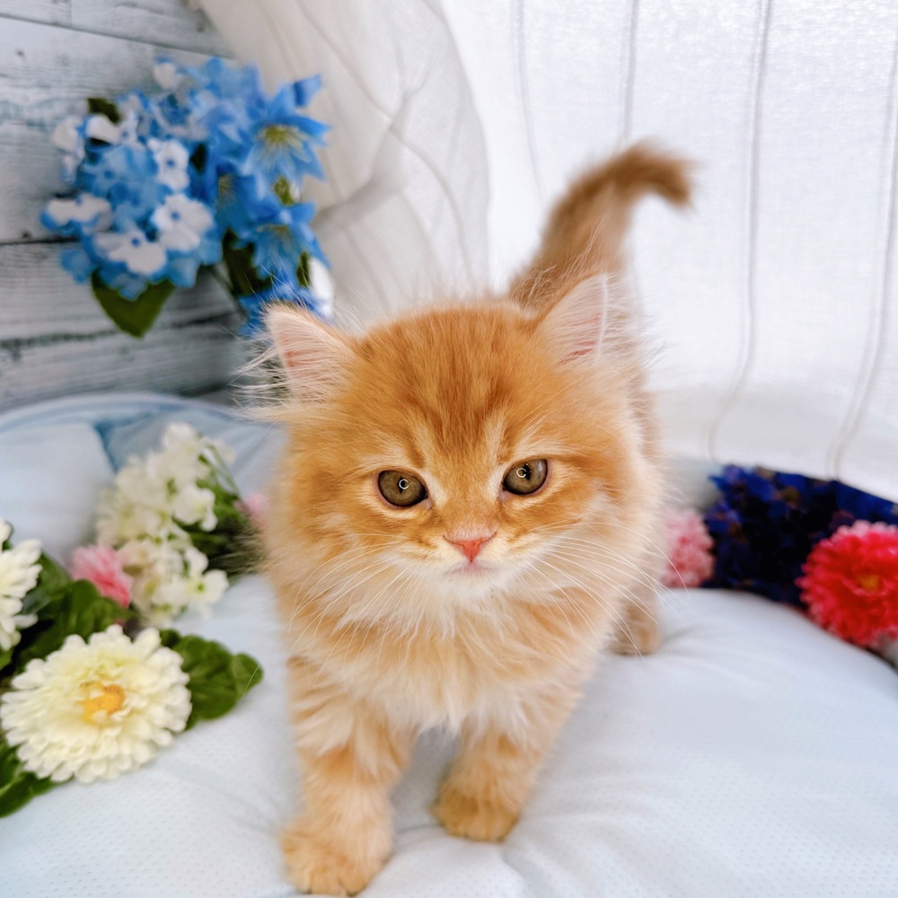 長野県のスコティッシュフォールド (犬の家＆猫の里塩尻店/2025年5月15日生まれ/女の子/レッドタビーホワイト)の子猫の2枚目の画像
