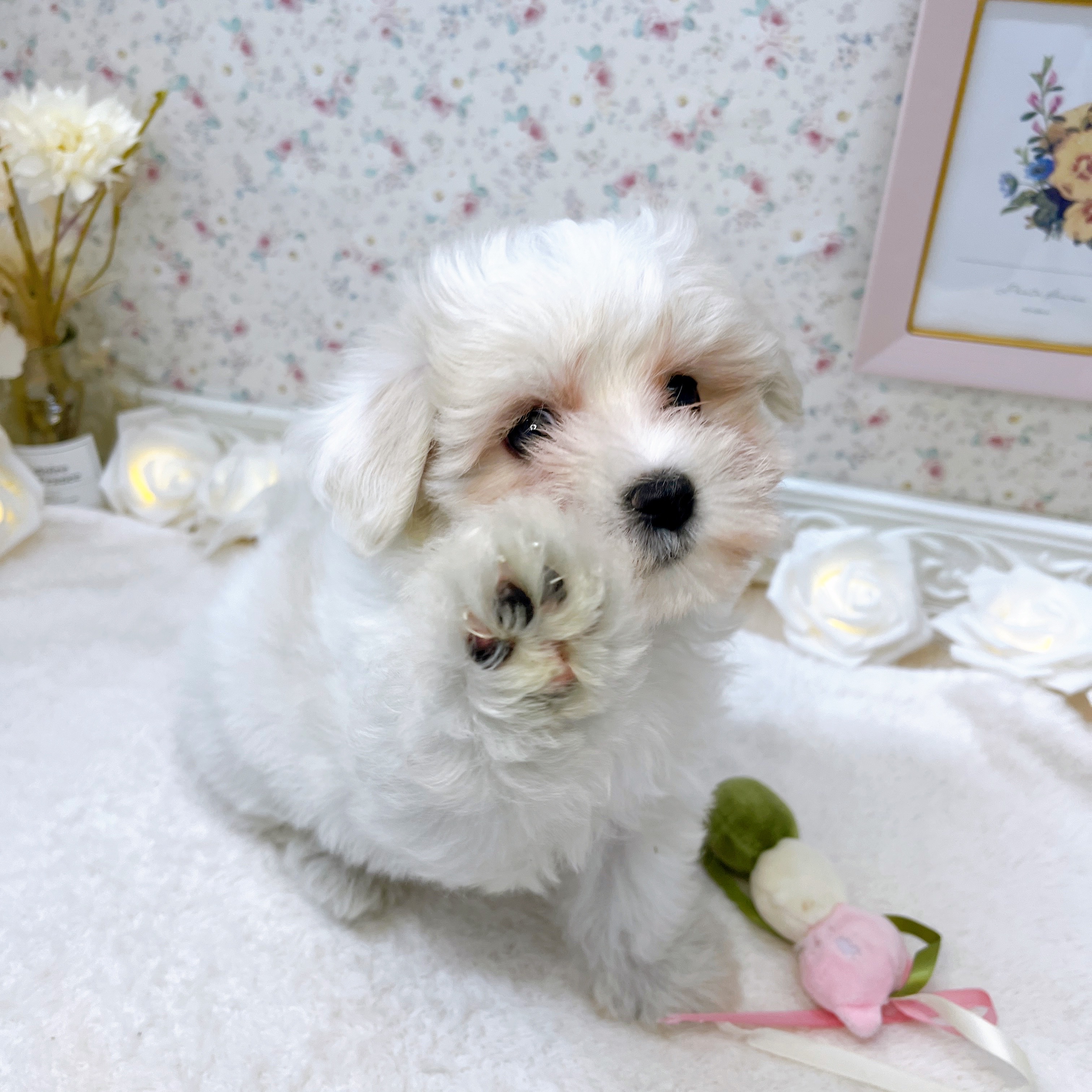 石川県のマルチーズ (犬の家＆猫の里アミーゴ金沢有松店/2025年5月24日生まれ/女の子/ホワイト)の子犬の2枚目の画像