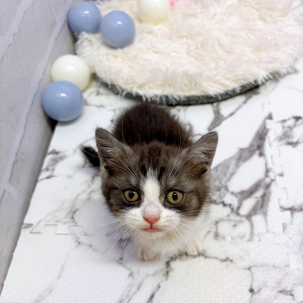 愛知県のマンチカン (犬の家＆猫の里岡崎店/2025年5月21日生まれ/男の子/シルバータビーホワイト)の子猫の2枚目の画像