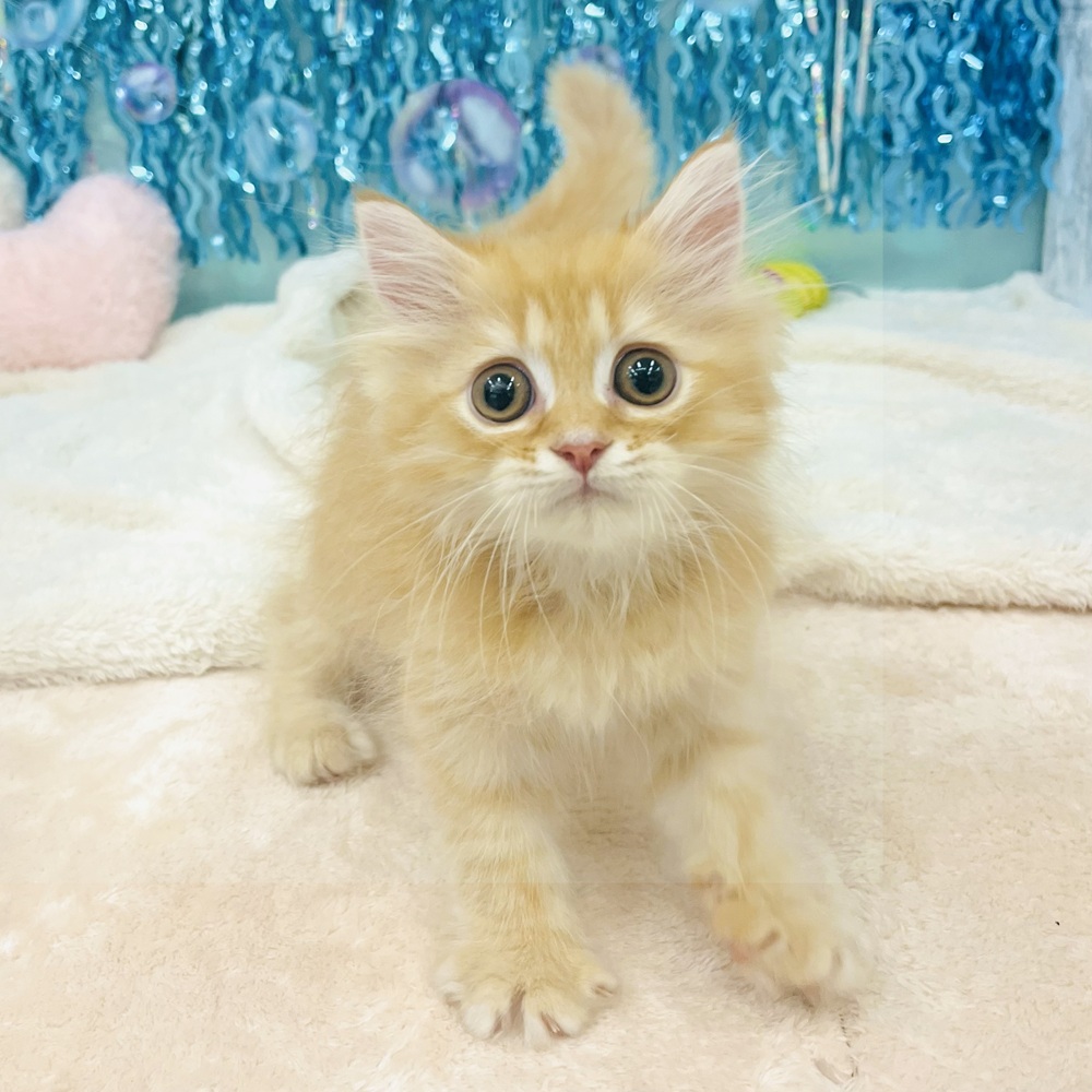 愛知県のエキゾチック (犬の家＆猫の里エアポートウォーク店/2025年5月21日生まれ/男の子/レッドタビー)の子猫の1枚目の画像