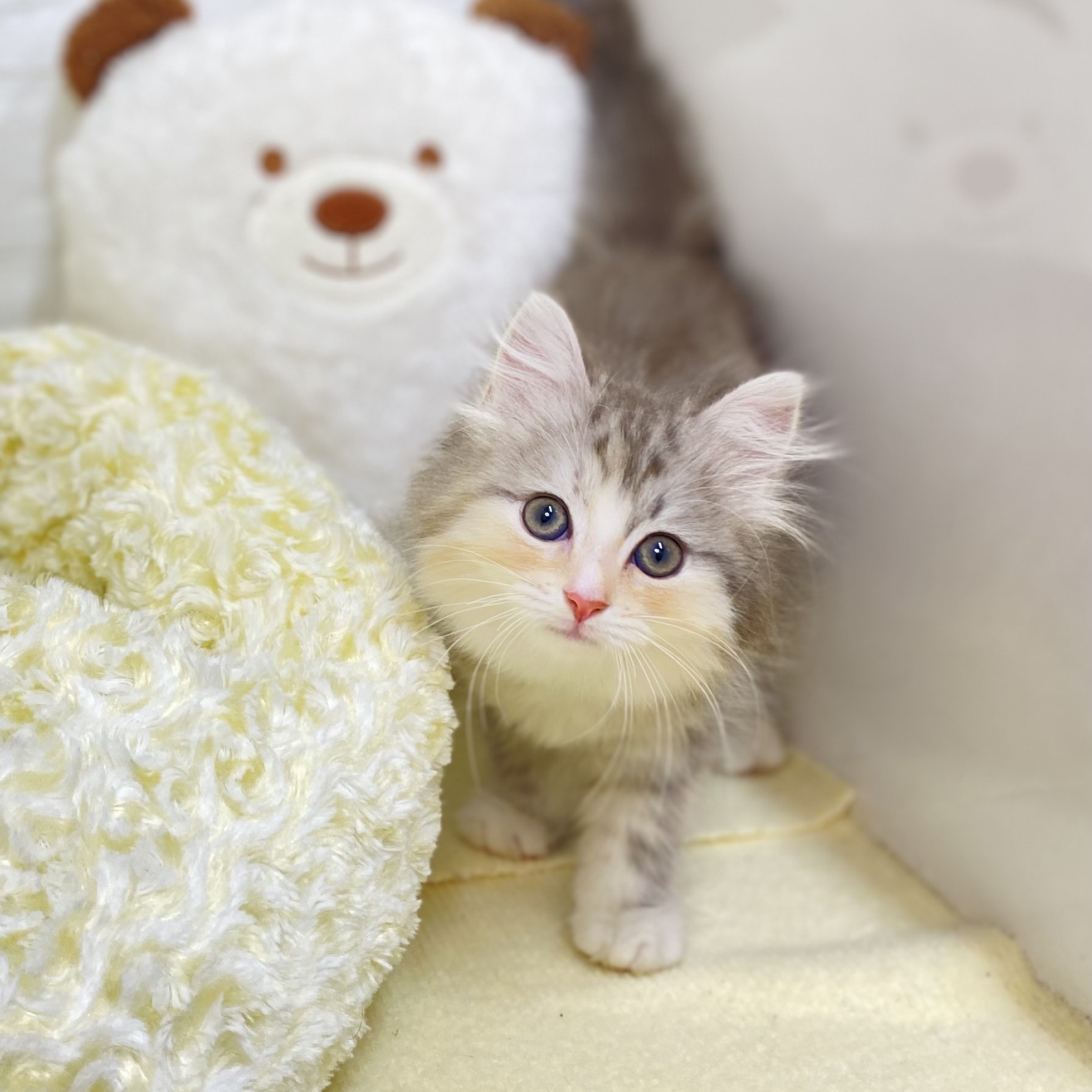 長野県のラガマフィン (犬の家＆猫の里長野店/2025年5月14日生まれ/女の子/シルバーパッチドタビーホワイト)の子猫の2枚目の画像