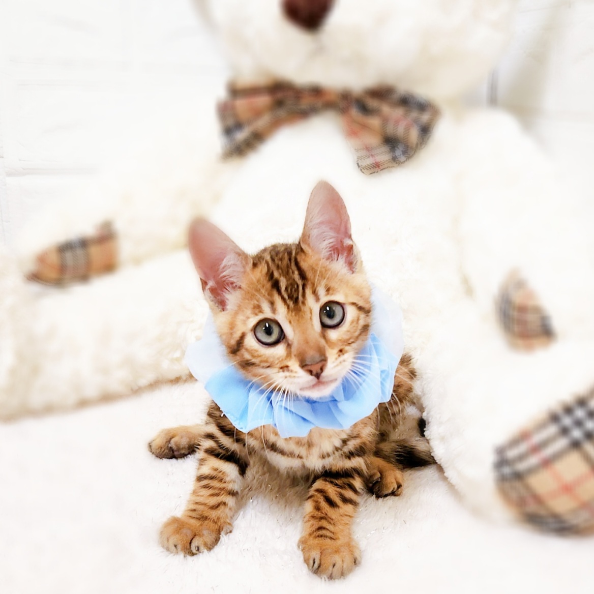 滋賀県のベンガル (犬の家＆猫の里近江八幡店/2025年5月23日生まれ/男の子/ブラウンスポットタビー)の子猫の1枚目の画像